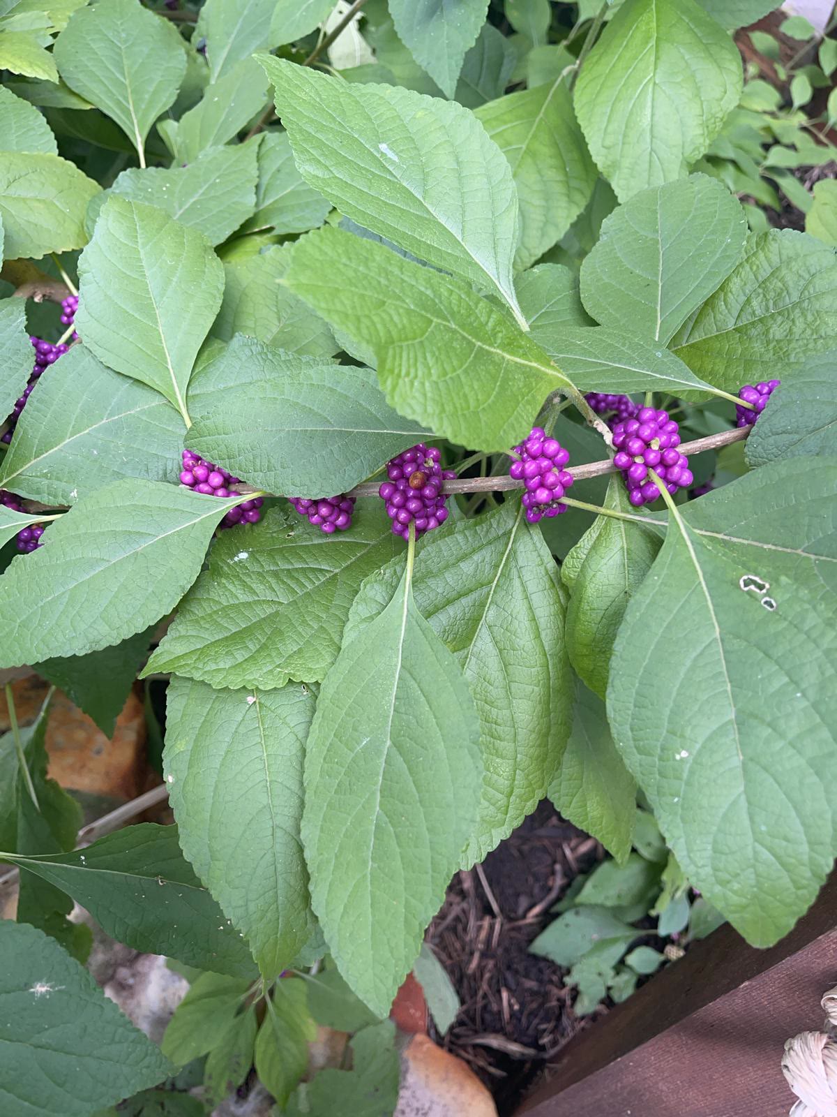 Beautyberry