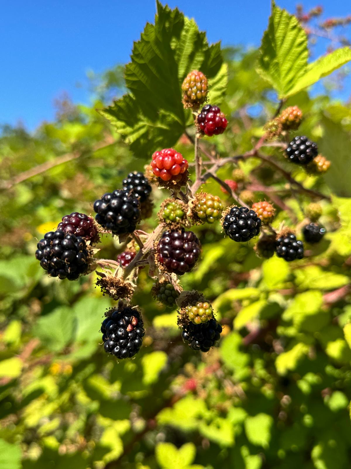 Blackberry