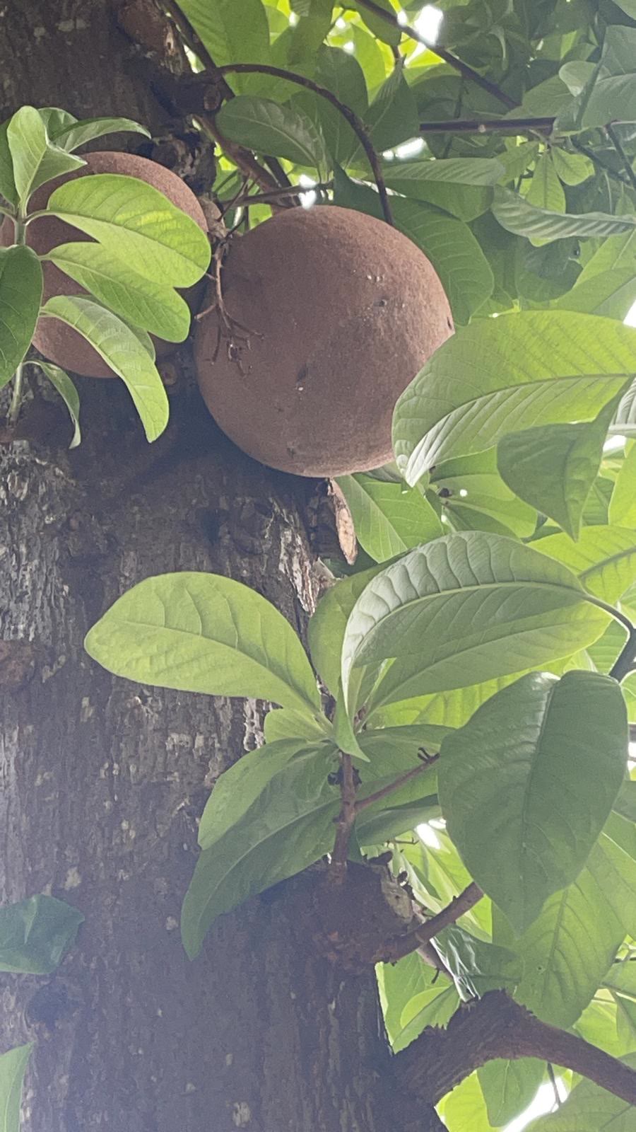 Cannonball Fruit