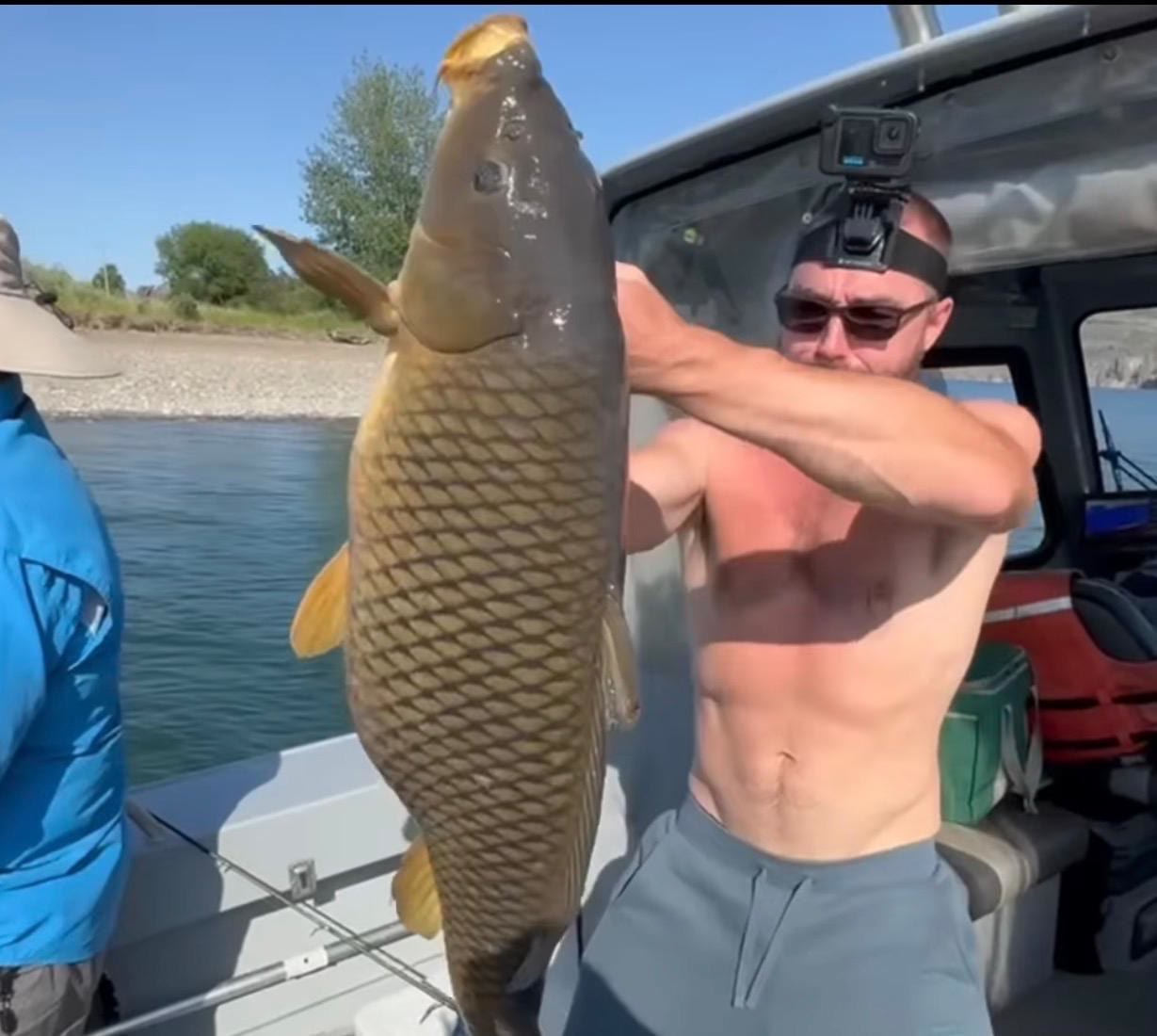 Common Carp