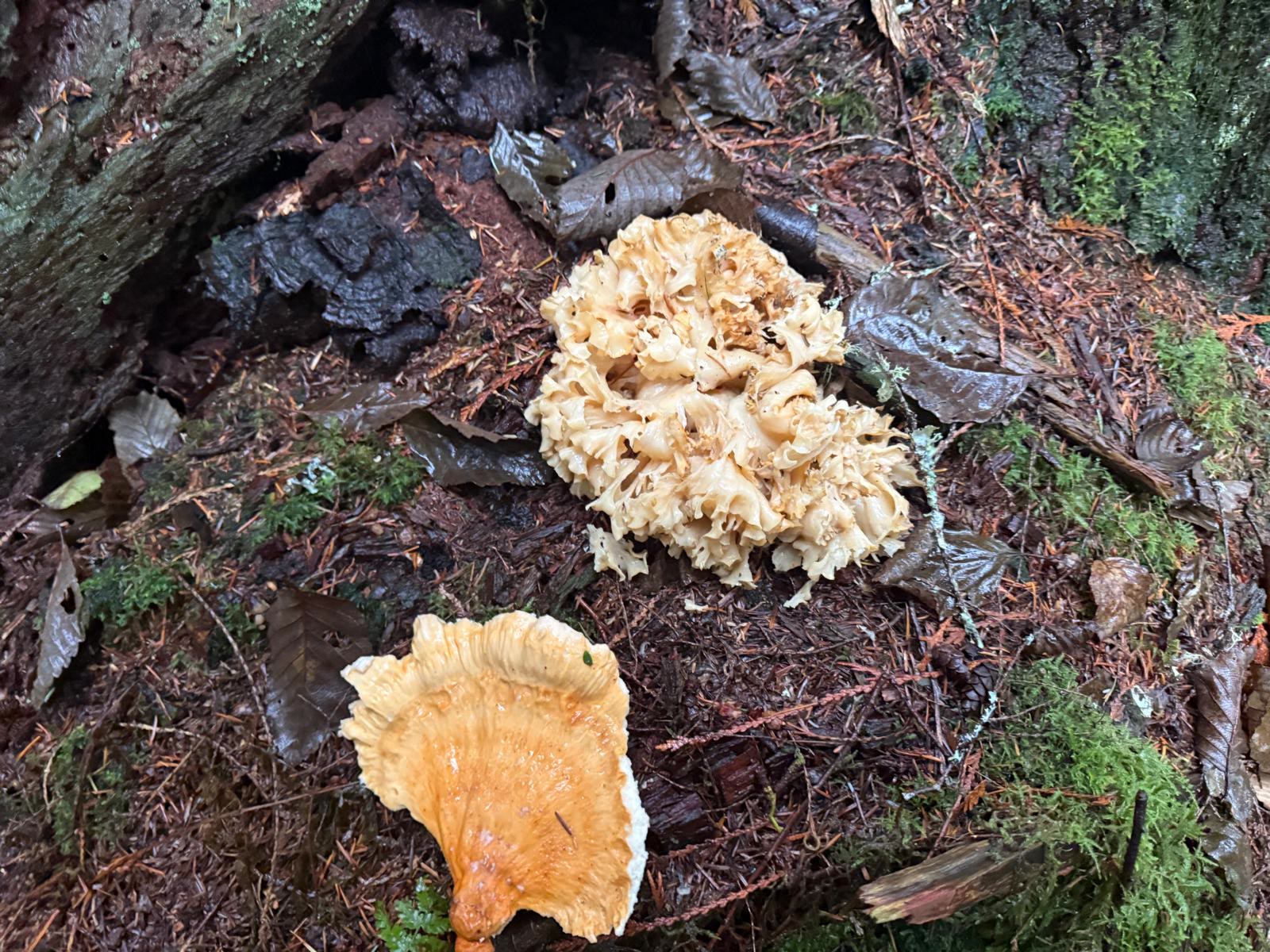 Cauliflower Mushroom