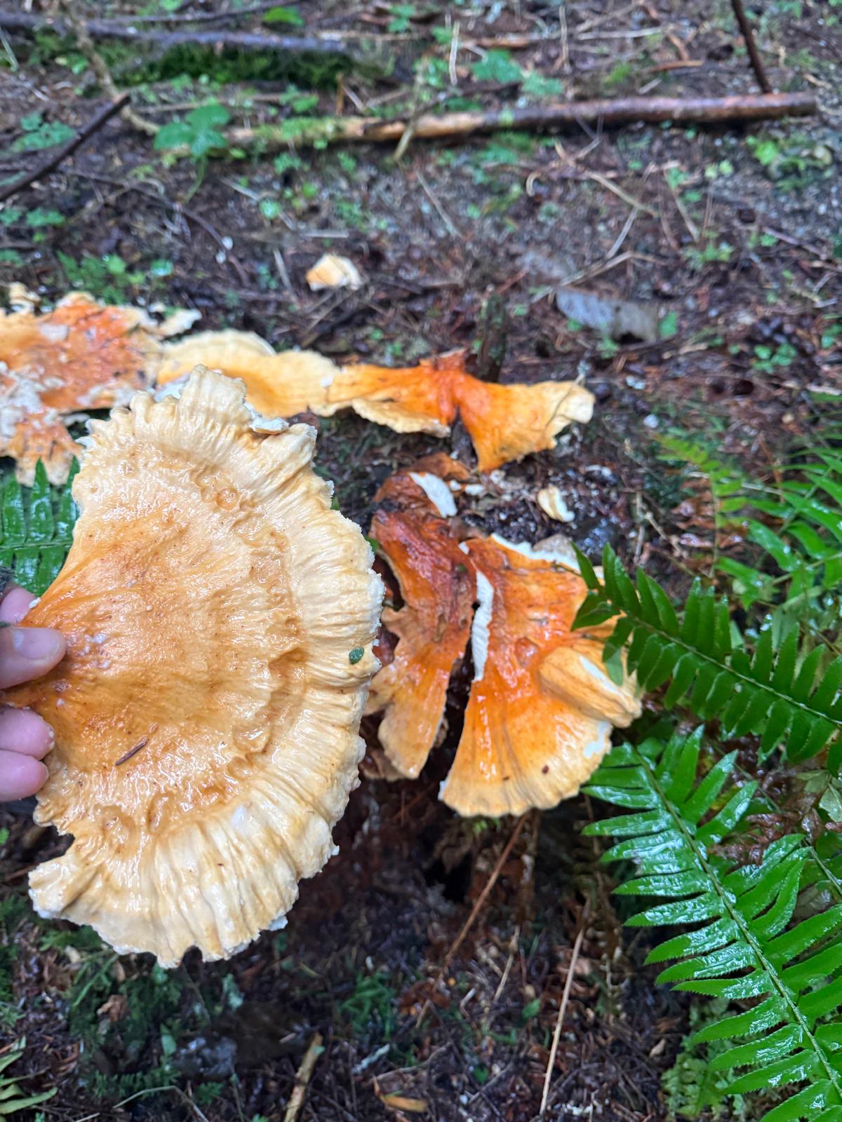 Chicken of the Woods Forest Soup