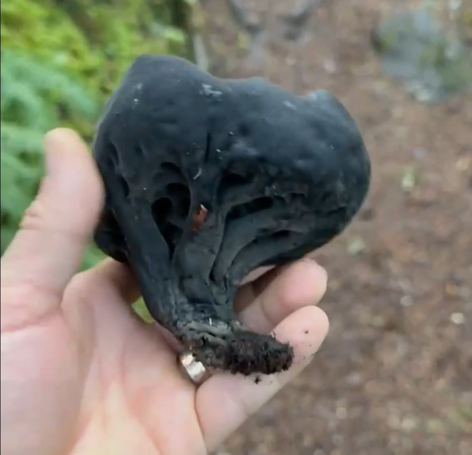 Devil's Urn