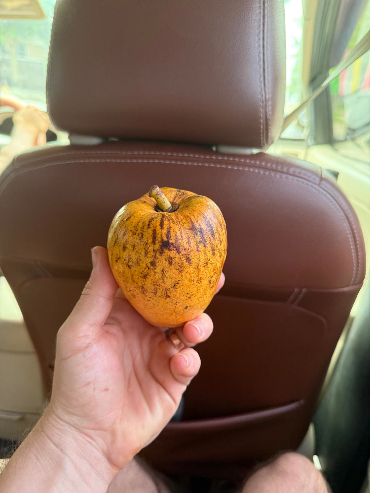 Egg Yolk Fruit