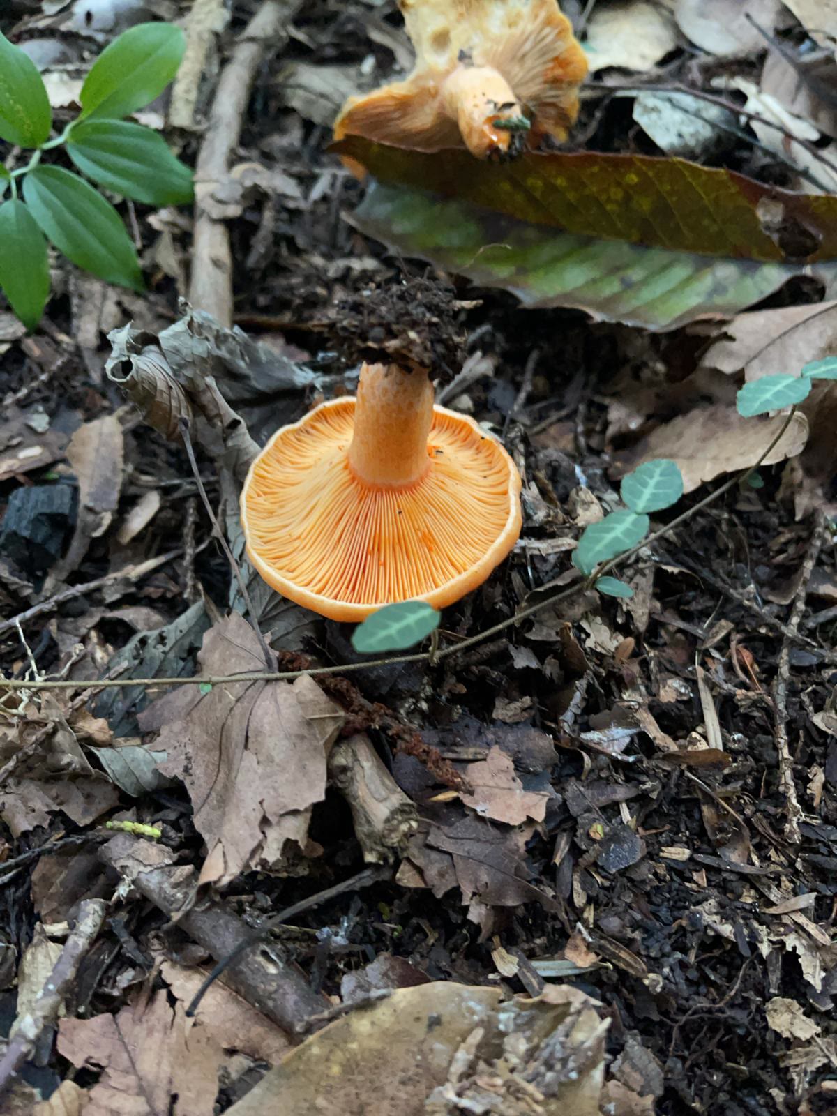 False Chanterelle