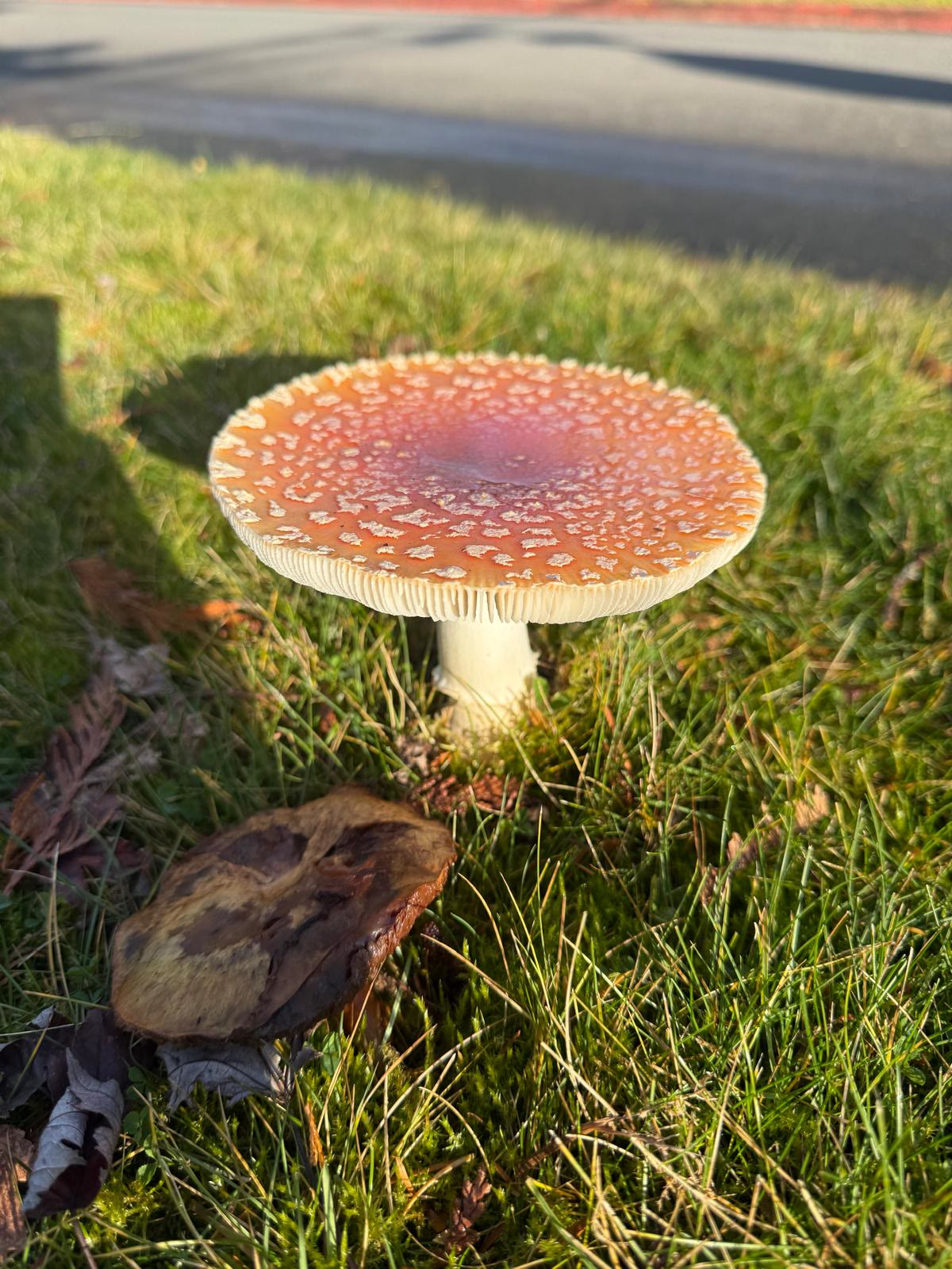 Fly Agaric