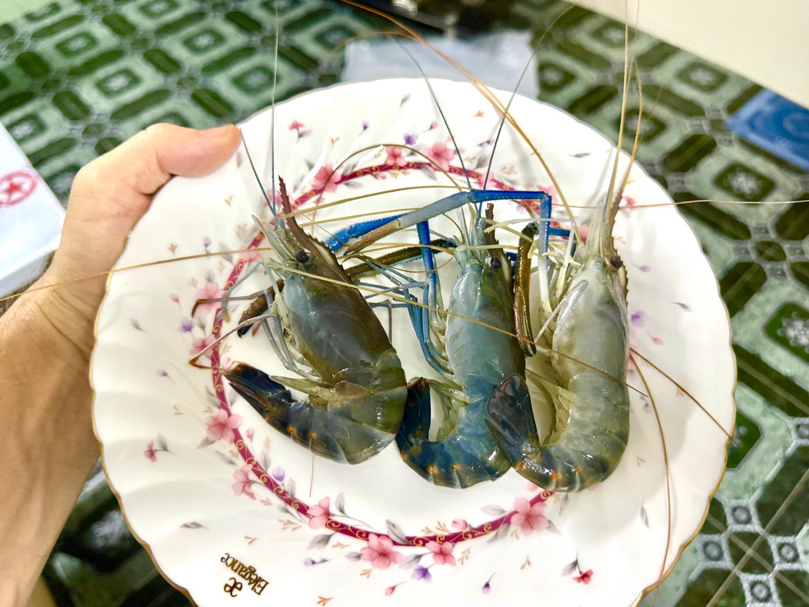 Blue River Shrimp