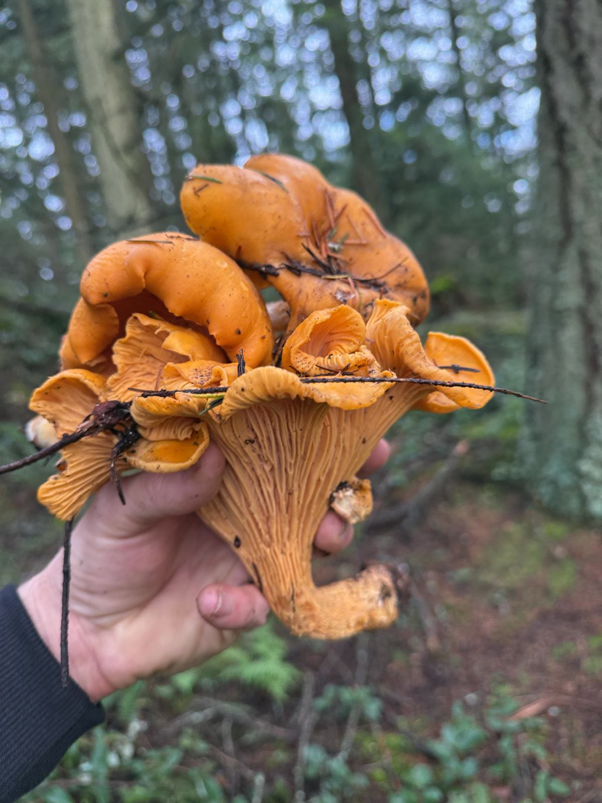 Golden chanterelle