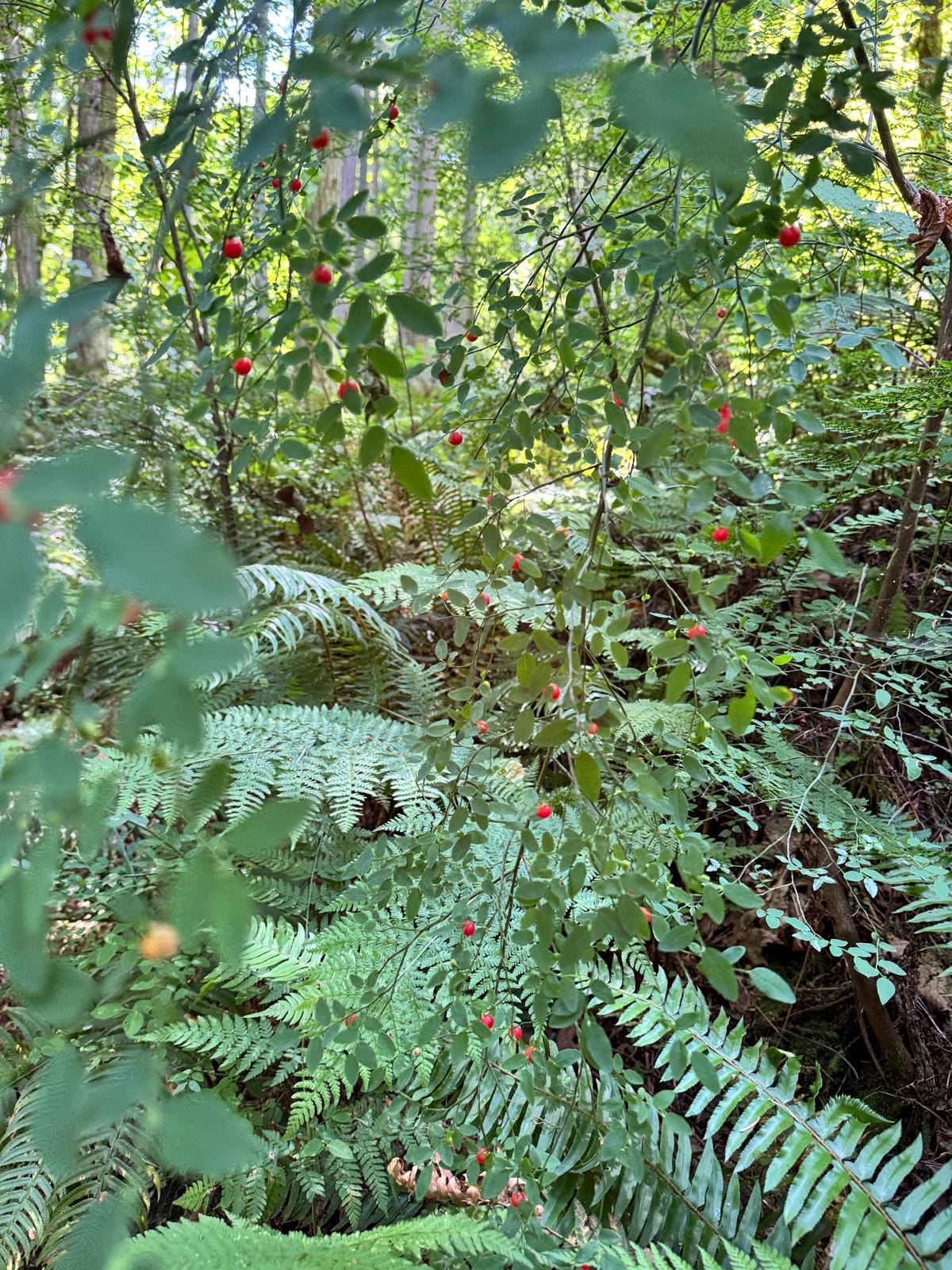 Wild huckleberries