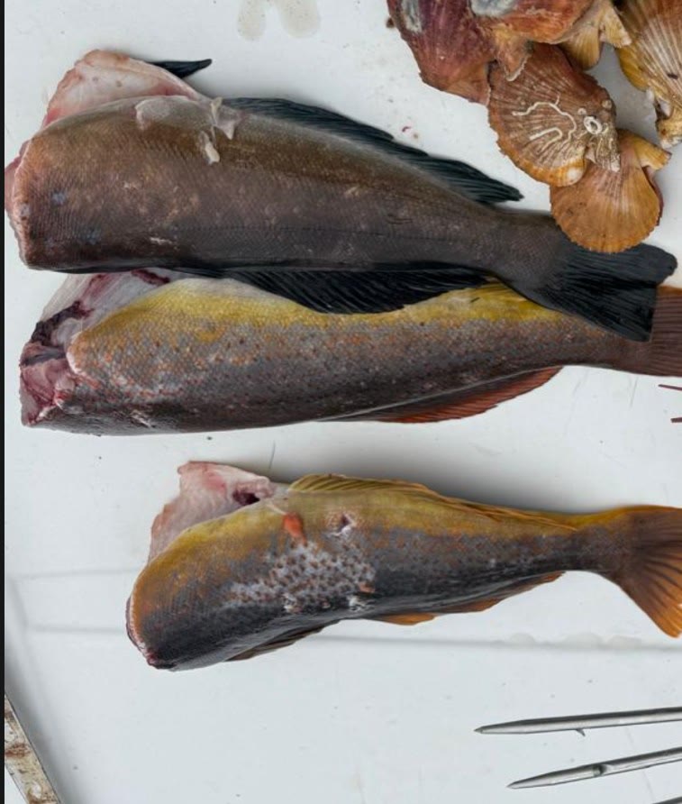 Kelp Greenling