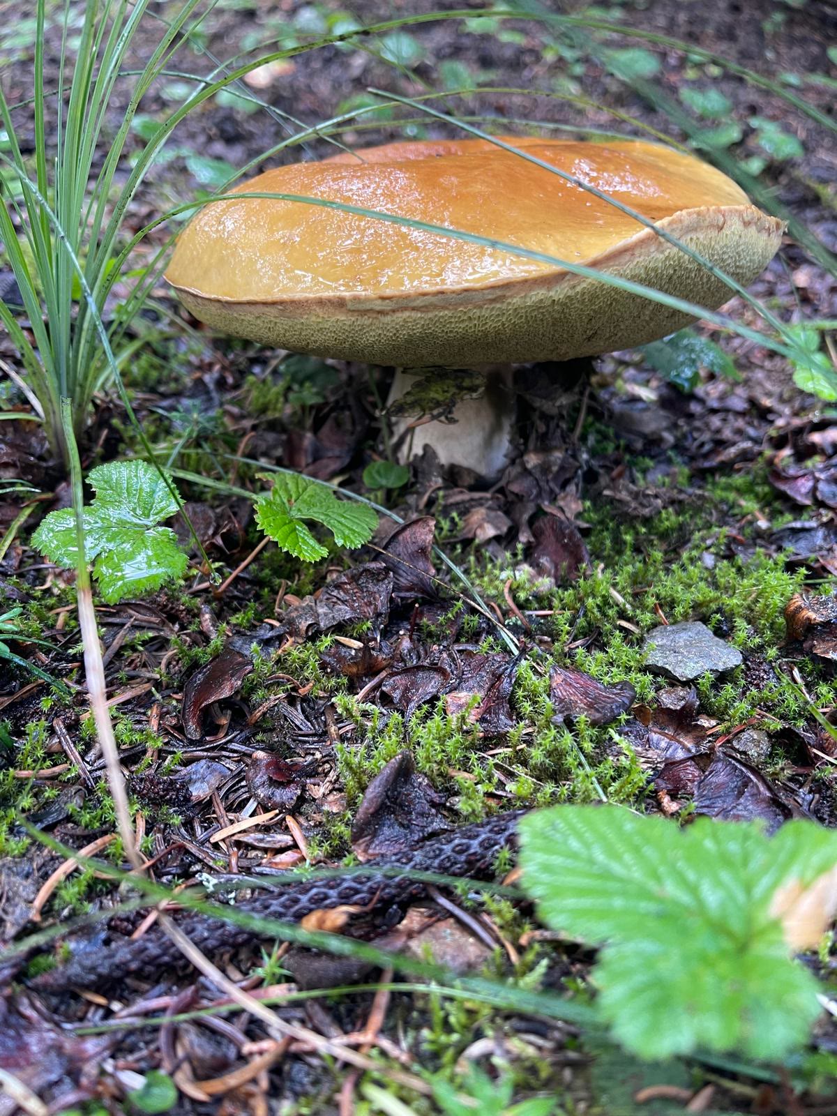 King Bolete Forest Soup