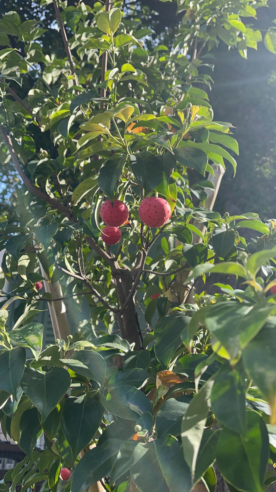 Chilled Kousa Dogwood Berry Ginger Cup