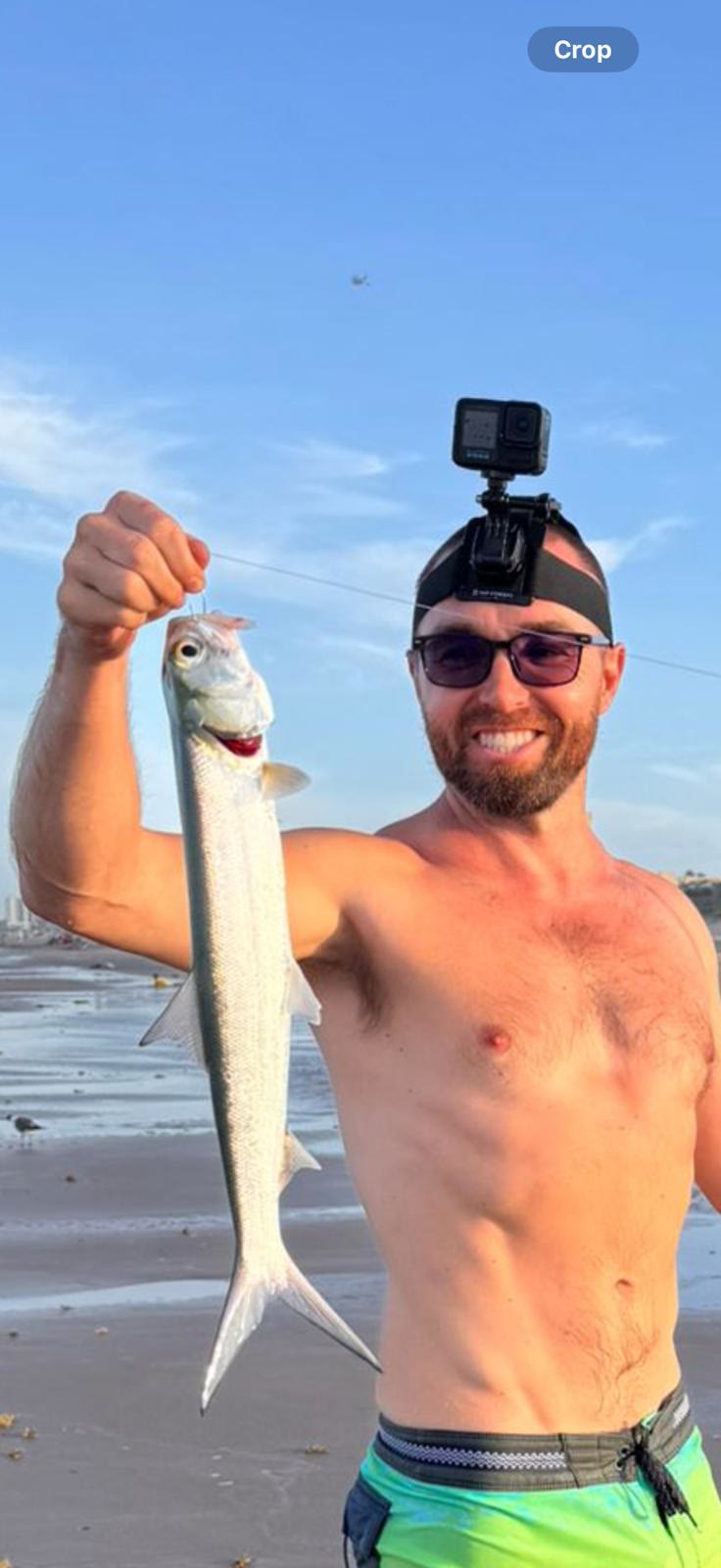 Ladyfish