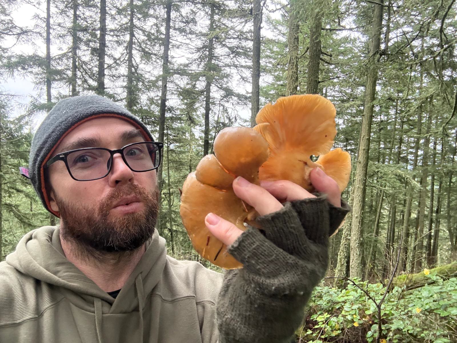 Oyster mushrooms
