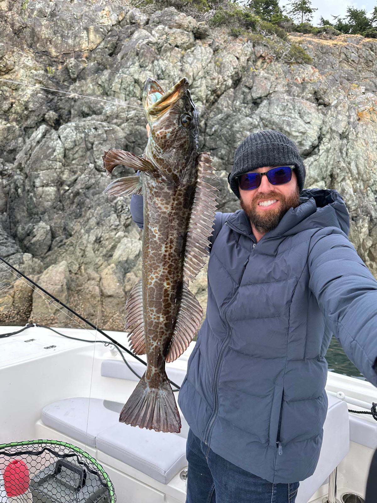 Lingcod