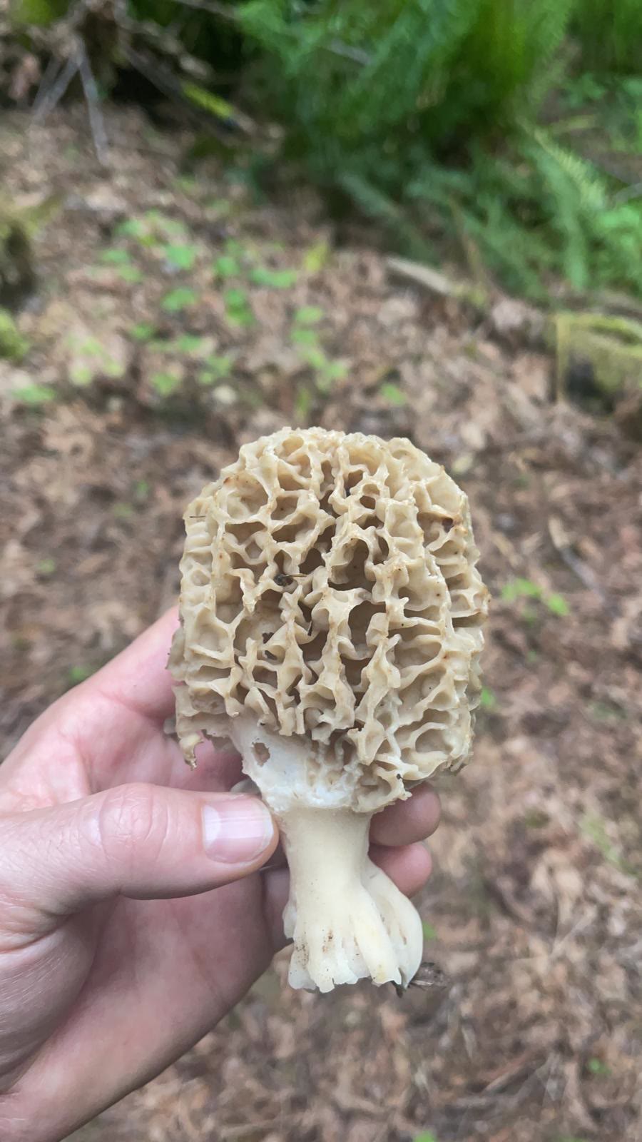 Morel Forest Soup