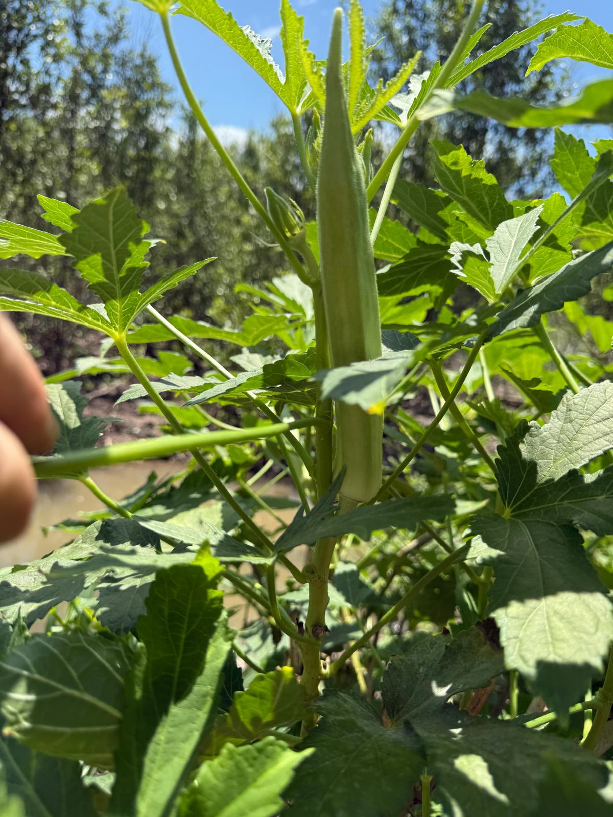 Charred Okra with Lime