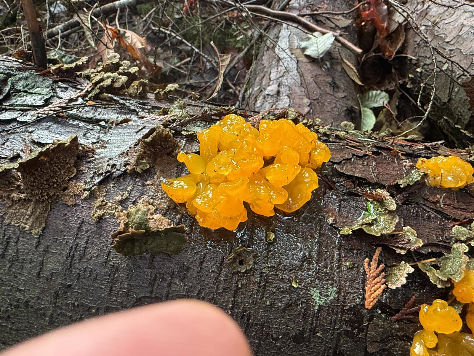 Orange Jelly