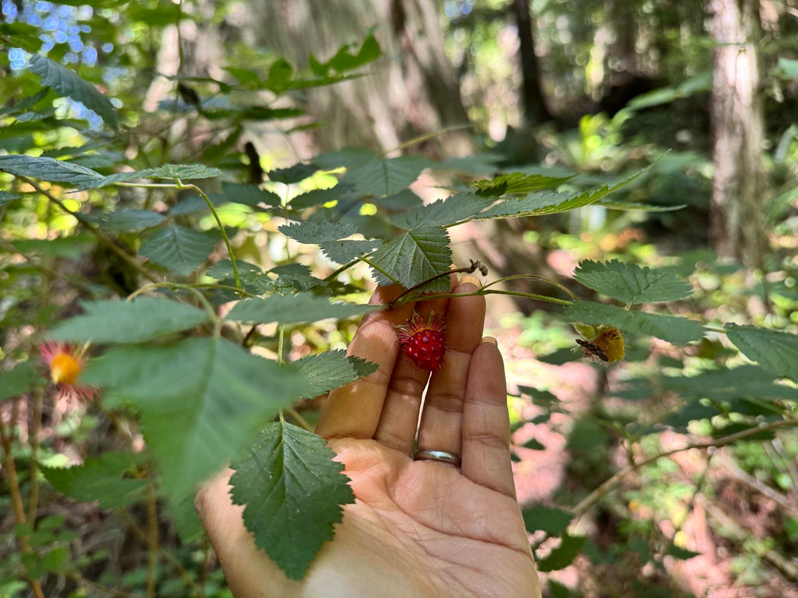 Salmonberry (Red)