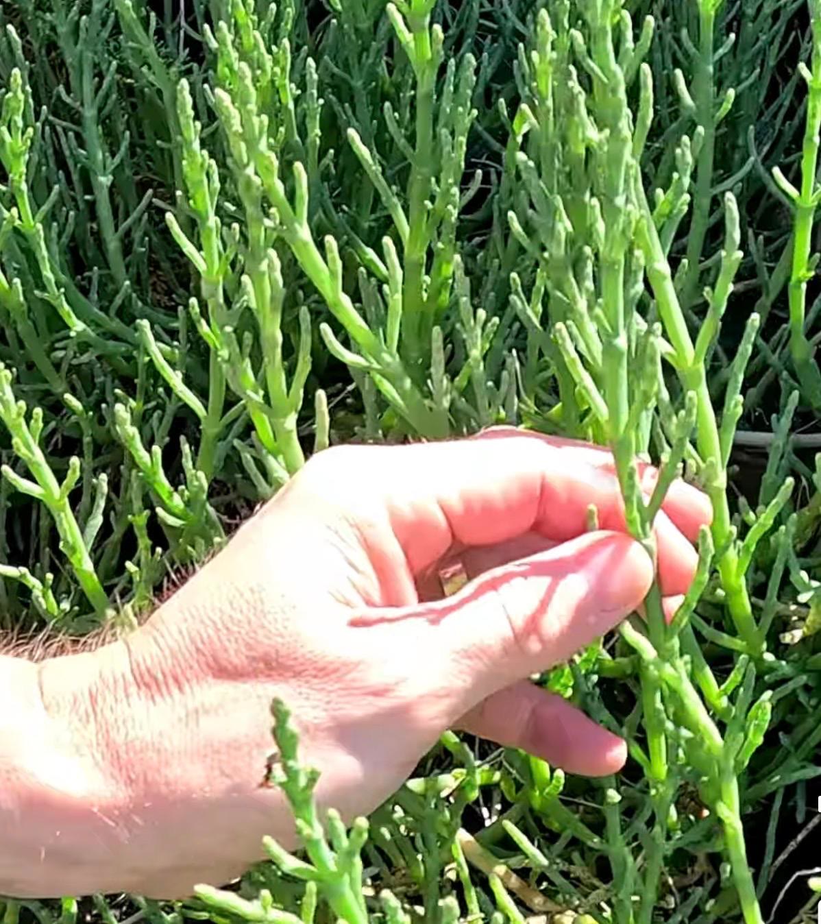 Sea asparagus from Anacortes, Washington