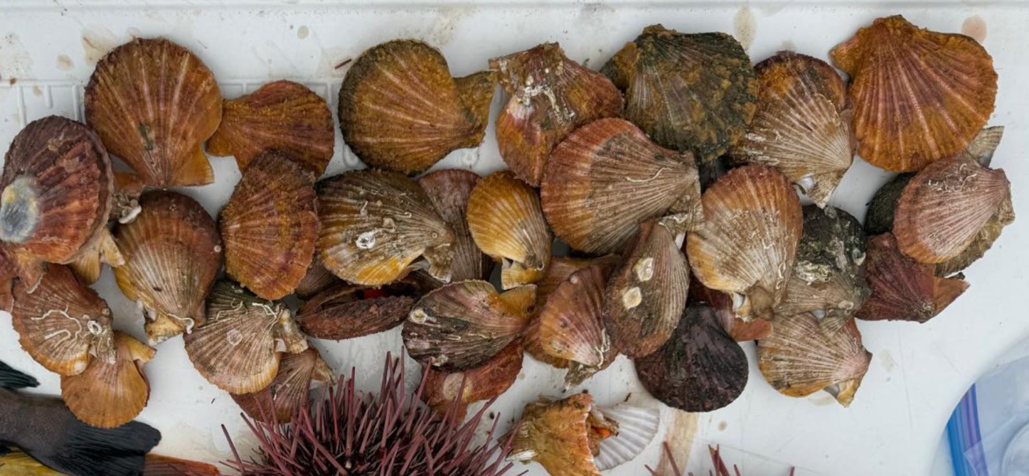 Spiny Pink Scallop Corn Chowder