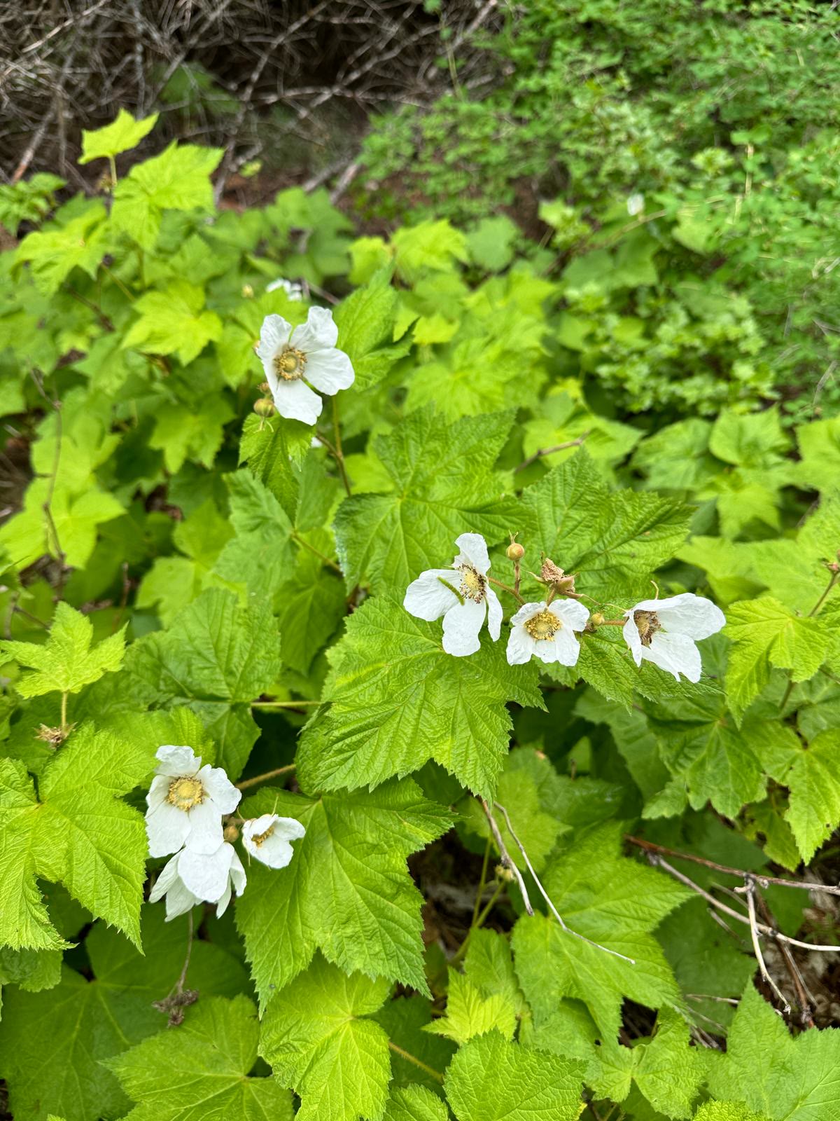 Thimbleberry