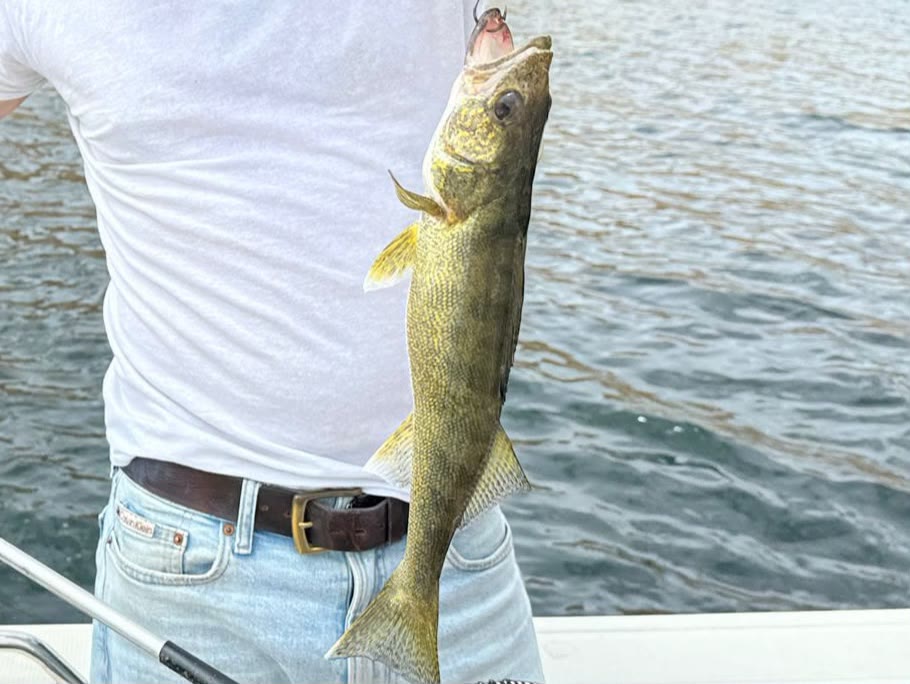 Walleye