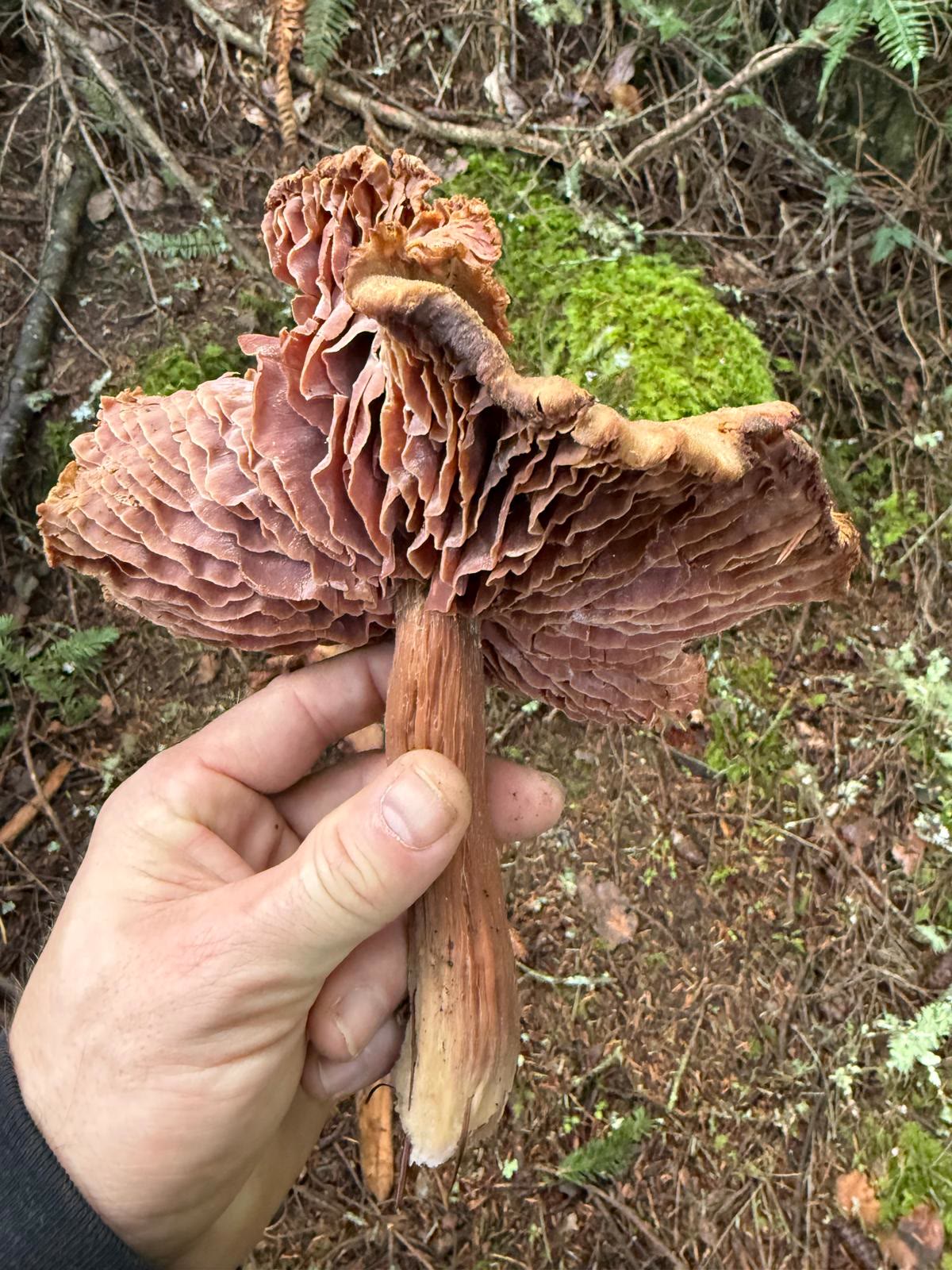 Western Amethyst Laccaria