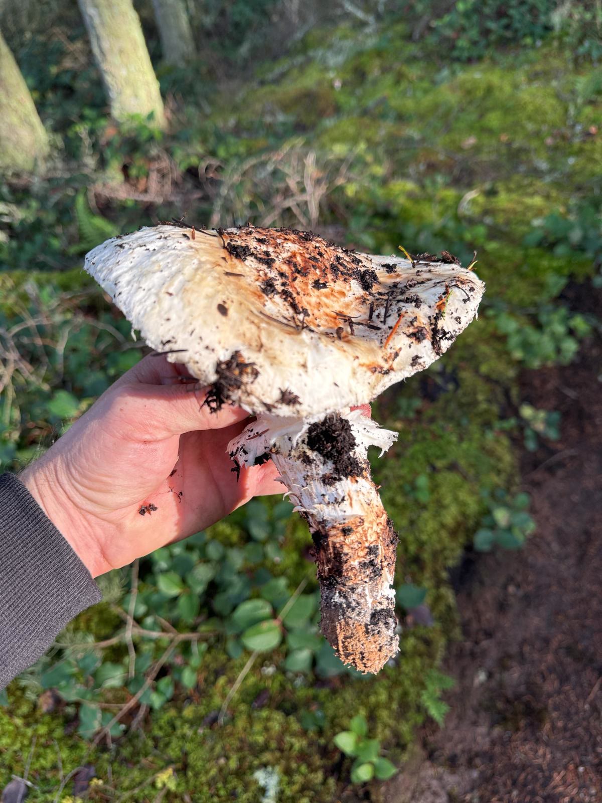Western Matsutake