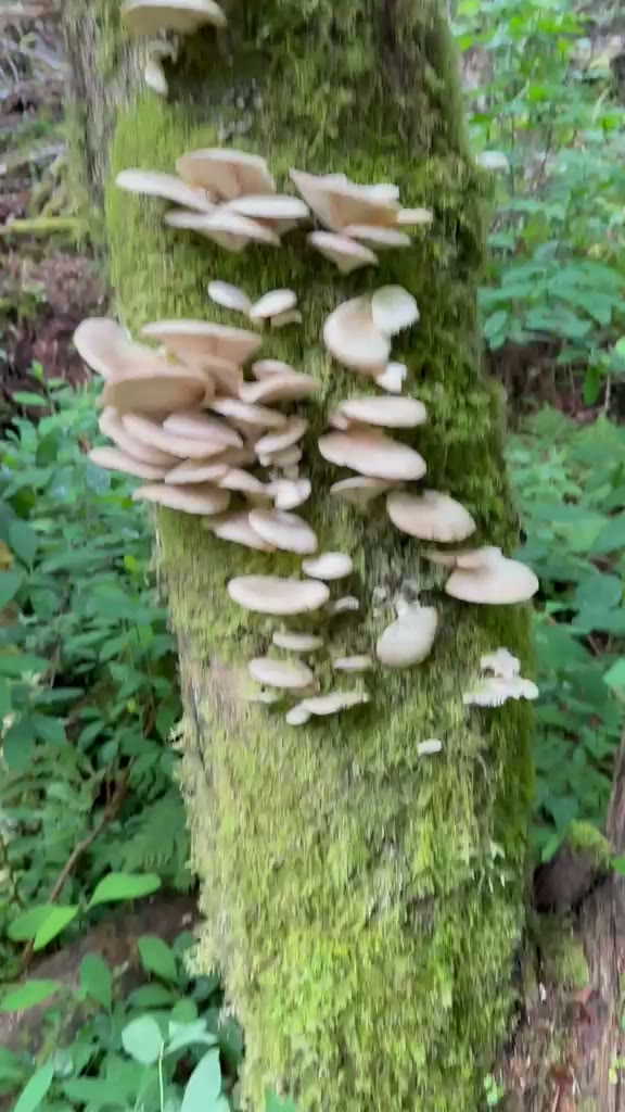 Oyster Mushroom