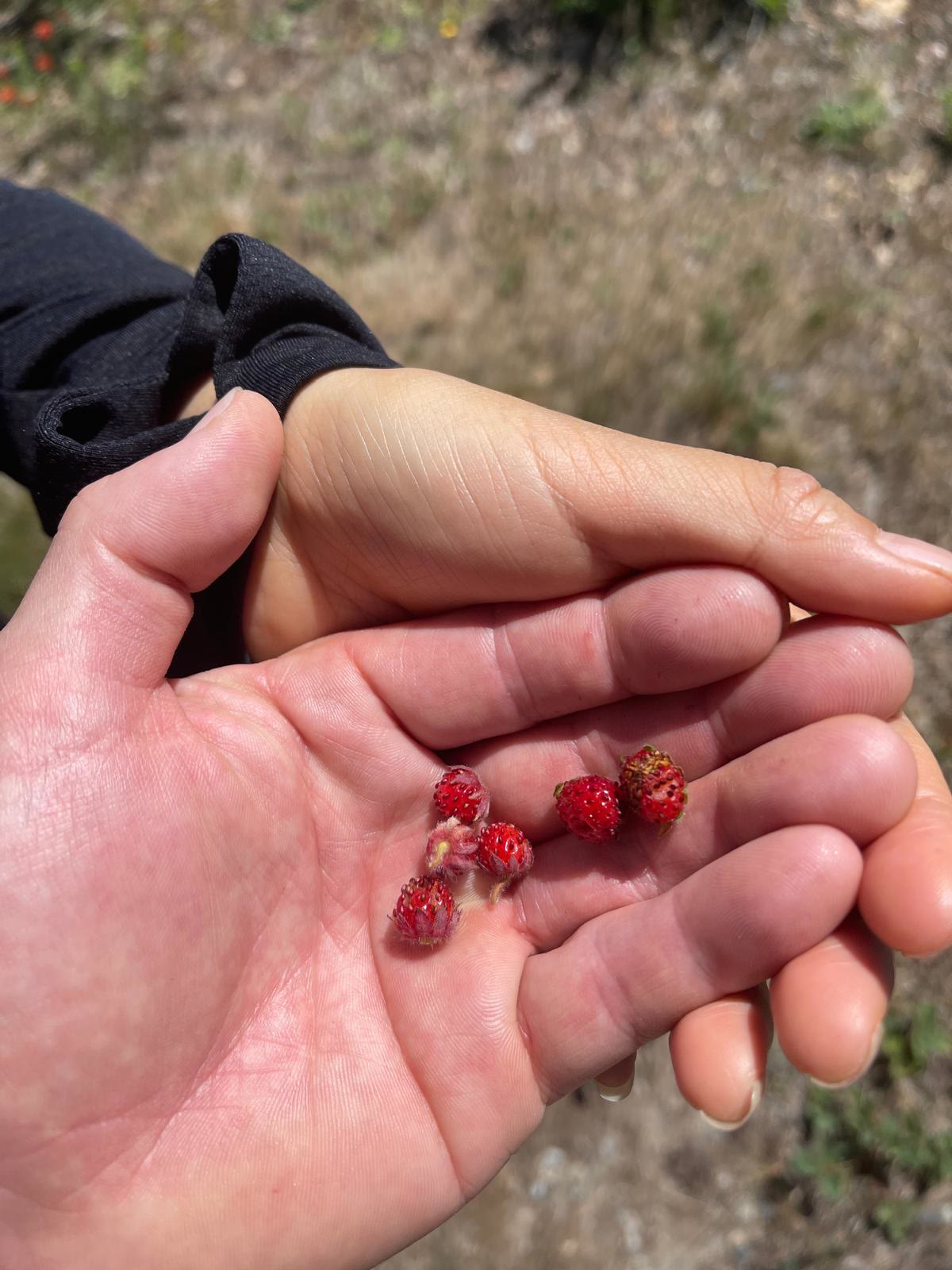 Wild Strawberry