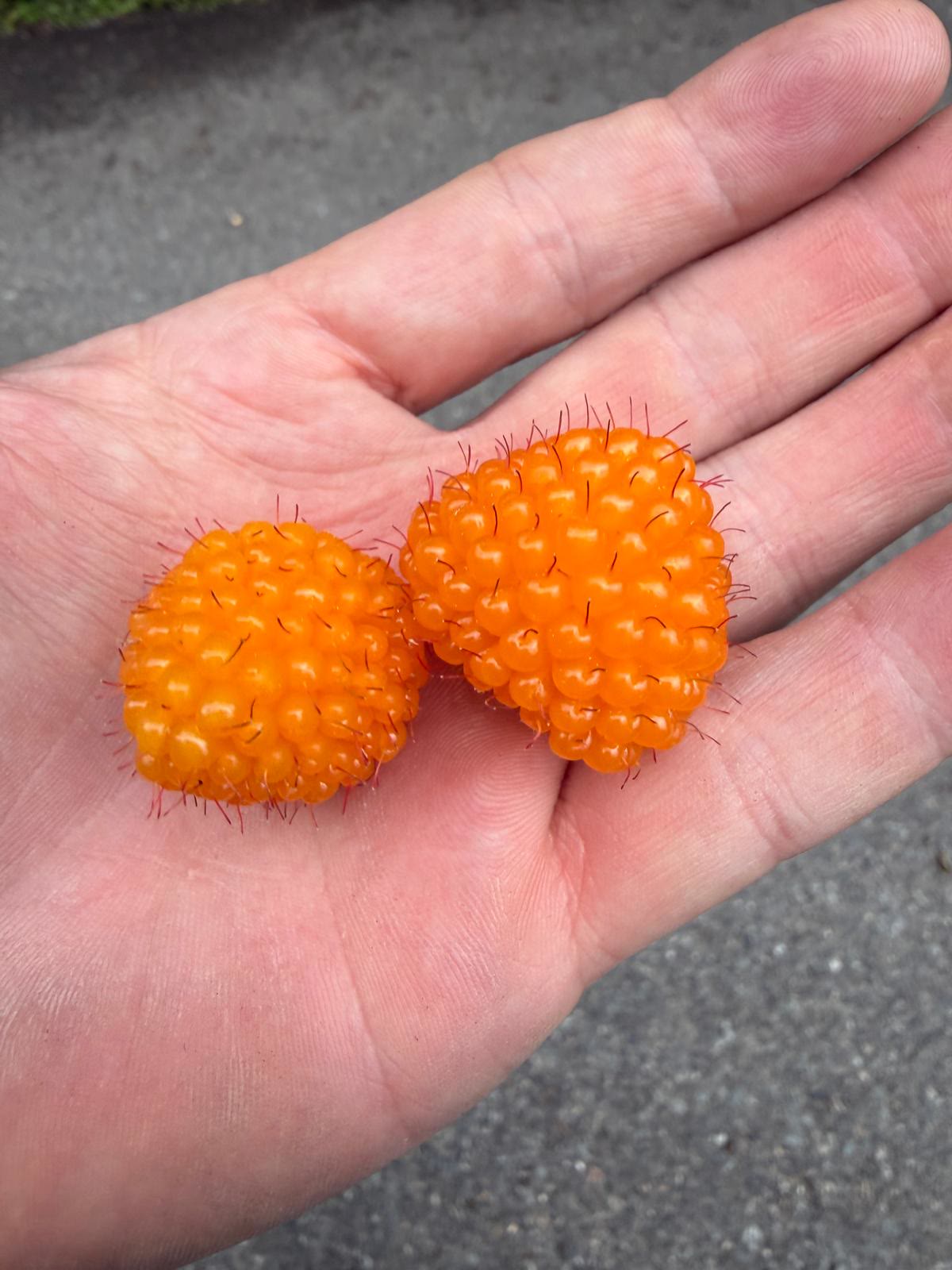 Salmonberry (Yellow)