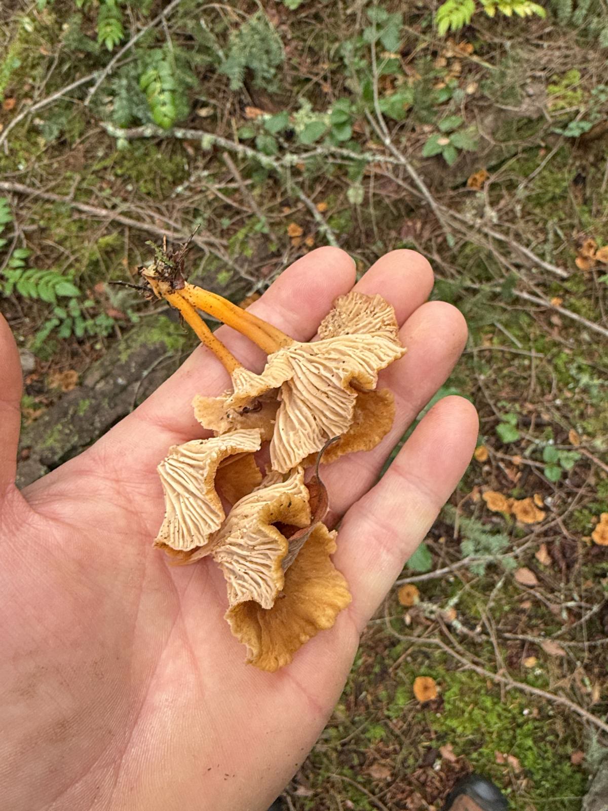 Yellowfoot Chanterelle Forest Soup